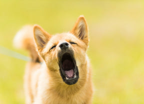 Dog behaviour and the gut microbiome