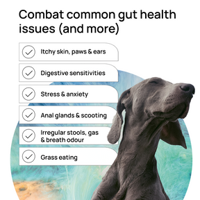 GutDiscovery® Test + Gut Health Report - OUT OF STOCK