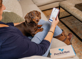 Gut Health Testing for Every Dog, from Vets to Pets