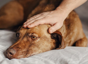 Scientific Report: Epilepsy in Dogs and Their Microbiome