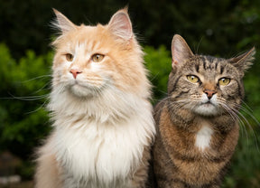 BIOME9’s Industry Journal Club - What Feral Cats Can Teach Us About Gut Health