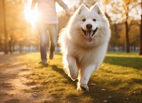 5 tips to keep your dog’s gut healthy