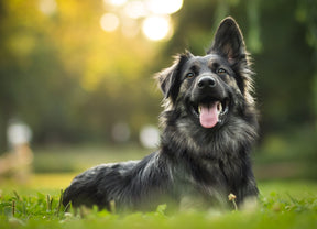 Dog Microbiome Analysis: What it is and Why it’s Important