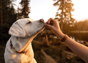 Meet your dog's microbiome