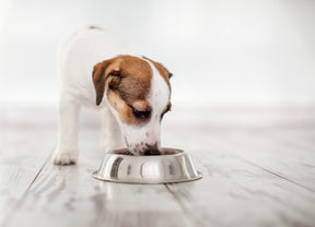 BIOME9 guide to changing your dog’s diet