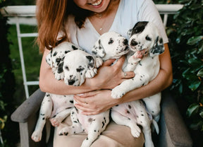 The Value of Pets