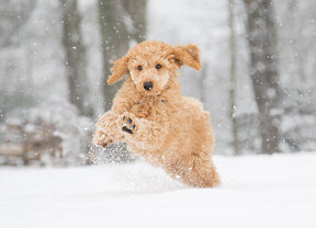 The Winter Microbiome: Supporting Your Dog’s Health Through the Season