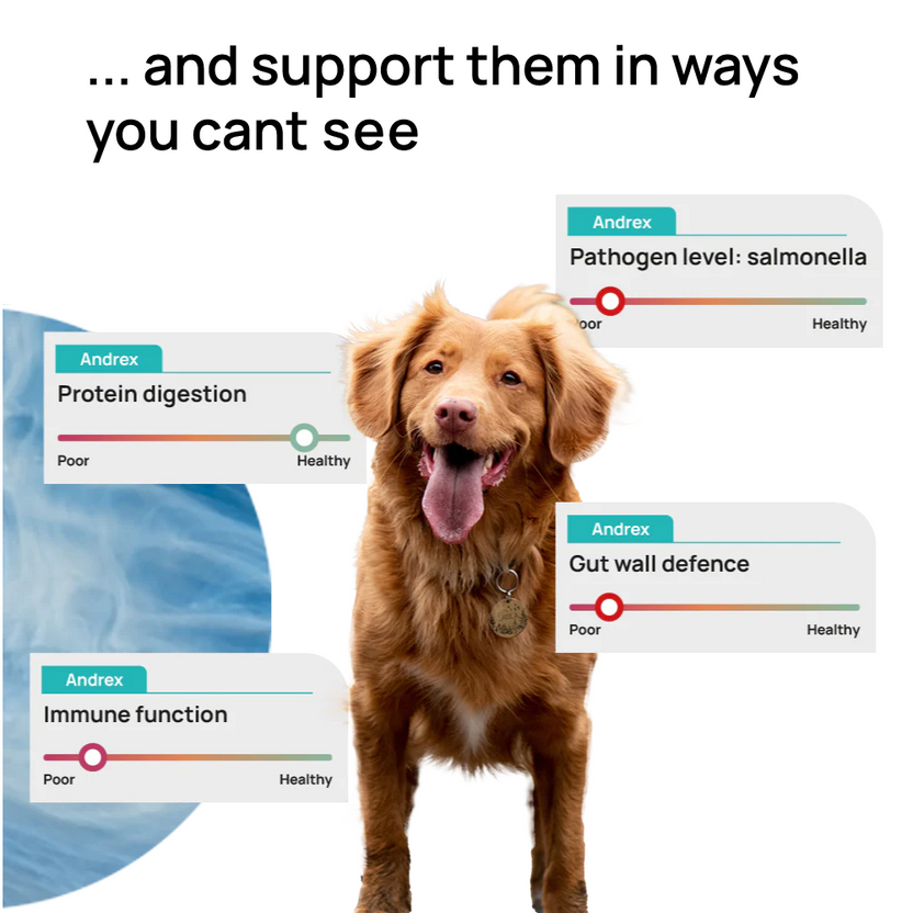 Curated visual reference: Gallery Detail: Biome9 Gutdiscovery Dog Gut Microbiome Test Gut Health Report For